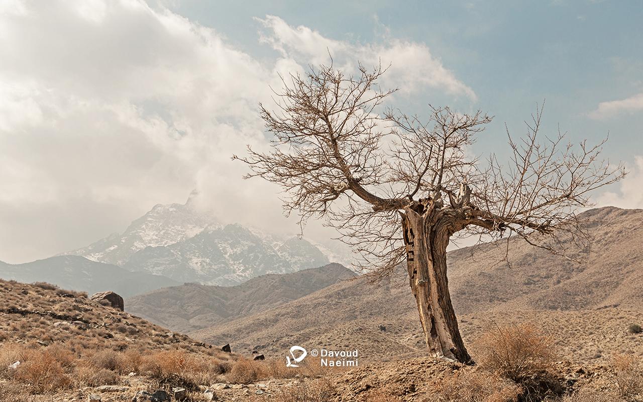 داود نعیمی، عکاس پرتره، عکاس تهران، عکاسی پرتره نقاشی گونه